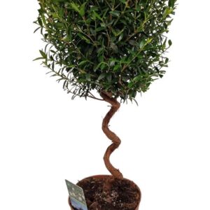 Myrtus communis Myrtus Communis Spiraal *
(10 Plants/Order)(12cmP 40cmH)