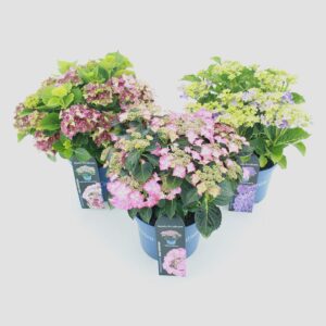 Hydrangea macrophylla other Royalty Collection® mix C5 (23cm.) Kn.
(17 Plants/Order)(23cmP 45cmH)