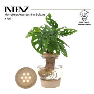 Monstera obliqua Leichtlinii adansonii 12cm in Bolglas Klikkurk+LED -levertijd 24h
(3 Plants/Order)(12cmP 25cmH)