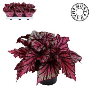 Begonia Magic Colours Lambada Bladbegonia Lambada Must Have
(6 Plants/Order)(13cmP 25cmH)