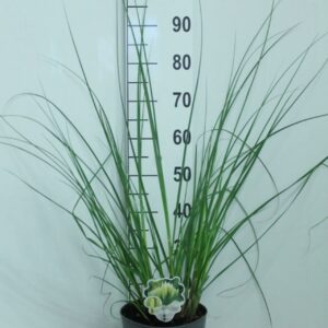 Cortaderia selloana Pumila
(1 Plants/Order)(23cmP 100cmH)