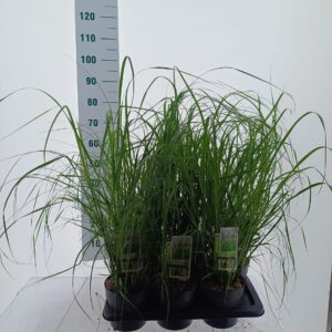 Pennisetum alopecuroides Pennisetum alopecuroides 'Viridescens'
(1 Plants/Order)(17cmP 45cmH)