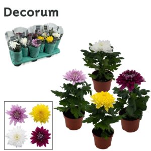 Chrysanthemum Supernova Decorum Chrysanne Supernova mix 1pp
(12 Plants/Order)(10.5cmP 25cmH)
