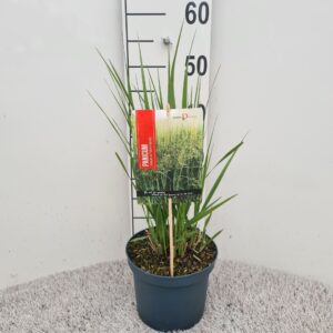Panicum virgatum Panicum Vir. Northwind P19
(1 Plants/Order)(19cmP 40cmH)