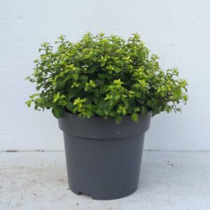 Pittosporum tenuifolium Golden Ball' 'Colours in Shape'
(1 Plants/Order)(23cmP 40cmH)
