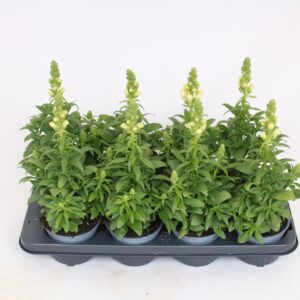 Antirrhinum majus other Antirrhinum majus White
(8 Plants/Order)(12cmP 40cmH)