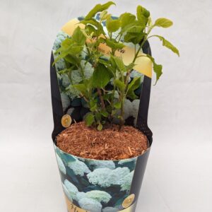 Hydrangea arborescens Annabelle Potcover 17 cm
(1 Plants/Order)(17cmP 40cmH)