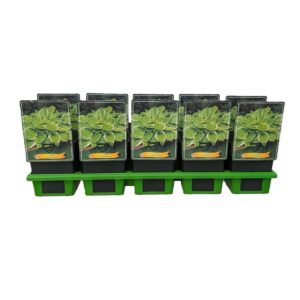 Hosta other Hosta 'Winter Snow' P11
(10 Plants/Order)(11cmP 25cmH)