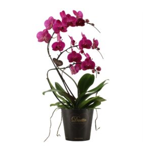 Phalaenopsis other purple more Duetto Zwaan
(3 Plants/Order)(17cmP 60cmH)