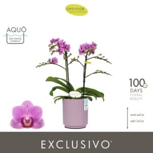 Phalaenopsis Multifl. typ purpel Qu Exclusivo 2 spike in Molise Lilac Aquo
(6 Plants/Order)(12cmP 45cmH)