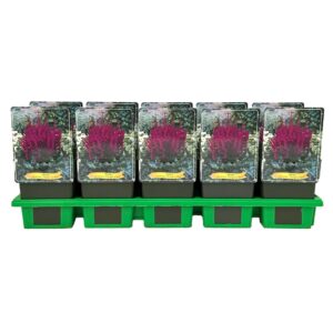 Astilbe chinensis Vision in Red
(10 Plants/Order)(11cmP 25cmH)