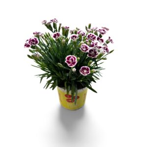 Carnation (Allwoodii Grp) Lucky Lips Carnation Lucky Lips 'Lena' 10,5 CM © Exclusief
(15 Plants/Order)(10.5cmP 25cmH)