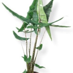 Alocasia Alocasia Tigrini 24cm
(1 Plants/Order)(24cmP 120cmH)
