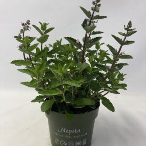 Nepeta Nepeta Wild Orchid
(6 Plants/Order)(17cmP 35cmH)