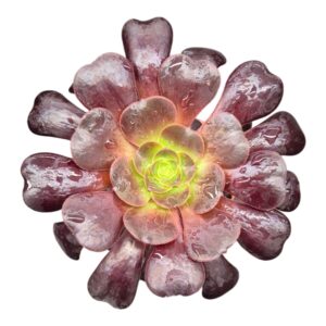 Aeonium Zwartkop
(10 Plants/Order)(9cmP 20cmH)