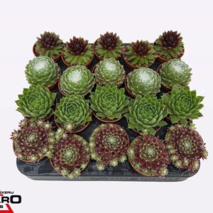 Sempervivum mix P5,5
(20 Plants/Order)(5.5cmP 6cmH)