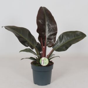 Philodendron Imperial Red
(6 Plants/Order)(17cmP 50cmH)