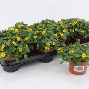 Sanvitalia procumbens
(12 Plants/Order)(10.5cmP 15cmH)