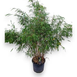Fargesia Asian Wonder C25/P40 Niet-woekerende Bamboe
(1 Plants/Order)(40cmP 140cmH)