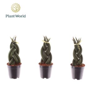 Sansevieria Cylindrica Twist'
(20 Plants/Order)(6cmP 12cmH)