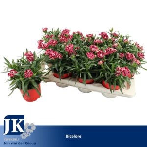 Carnation Oscar Pink And Purple P12 Bicolor TST
(12 Plants/Order)(12cmP 22cmH)