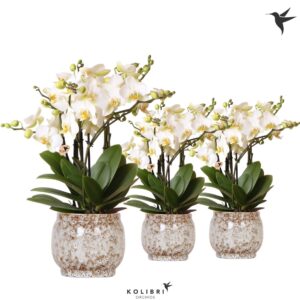 Phalaenopsis Lausanne Blossom 6 spike in Safari Pot
(3 Plants/Order)(12cmP 40cmH)
