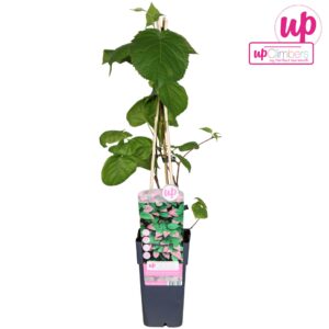 Actinidia kolomikta
(10 Plants/Order)(15cmP 65cmH)