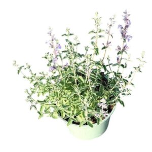 Nepeta Walkers Low
(1 Plants/Order)(17cmP 30cmH)