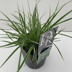 Pennisetum Sky Rocket Pennisetum 'Sky Rocket'
(6 Plants/Order)(17cmP 30cmH)