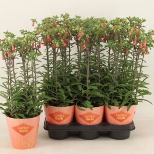 Kalanchoe Lucky Bells
(6 Plants/Order)(14cmP 40cmH)