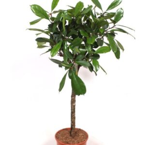 Ficus cyathistipula
(1 Plants/Order)(30cmP 140cmH)