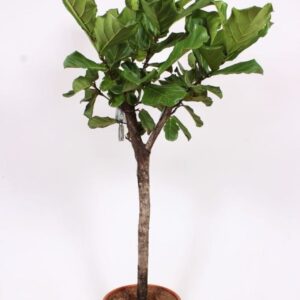 Ficus lyrata
(1 Plants/Order)(45cmP 200cmH)