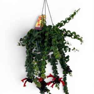 Aeschynanthus Bluster
(7 Plants/Order)(15cmP 40cmH)