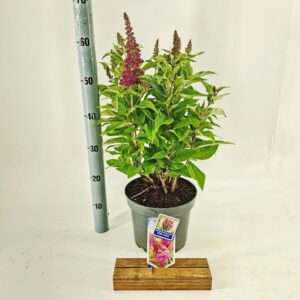 Buddleja Butterfly Candy mixed d. Little cerise ('BotEx 007'PBR)
(1 Plants/Order)(23cmP 40cmH)