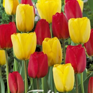 Droge Bulbs Tulipa Garden From Gogh x10 12/+
(10 Plants/Order)(20cmP 45cmH)