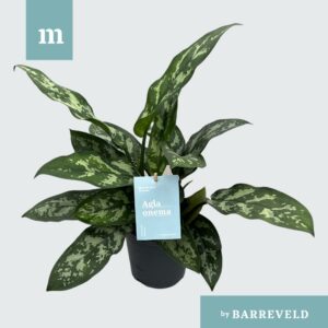 Aglaonema Maria Green
(8 Plants/Order)(14cmP 35cmH)