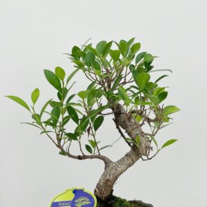 Bonsai dwergvorm loofhout Ficus retusa, 20cm., shape, with drip tray
(6 Plants/Order)(20cmP 35cmH)