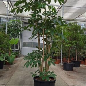 Schefflera Amate actinophylla
(1 Plants/Order)(70cmP 400cmH)