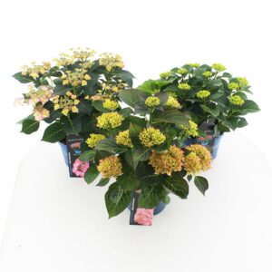 Hydrangea macrophylla other Royalty Collection® mix C3.5 (20cm.) Kn.
(20 Plants/Order)(20cmP 40cmH)