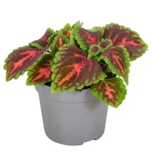 Coleus Main Street Franklin Street Coleus Franklin street
(6 Plants/Order)(13cmP 20cmH)