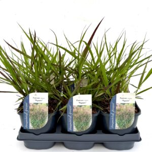 Panicum virgatum Squaw Panicum virgatum Squaw
(6 Plants/Order)(17cmP 40cmH)