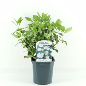 Viburnum tinus Viburnum tinus
(6 Plants/Order)(17cmP 55cmH)
