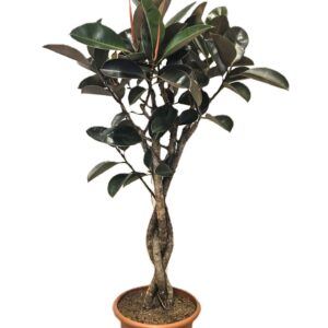 Ficus Burgundy
(1 Plants/Order)(40cmP 170cmH)