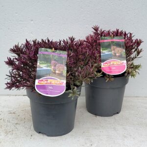 Hebe Magicolors Mixlaag 'Colours in Shape'
(1 Plants/Order)(23cmP 40cmH)