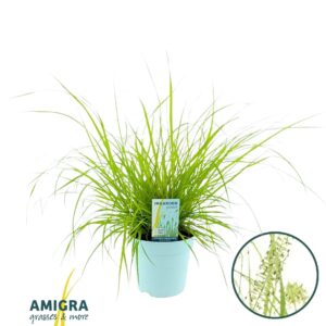 Pennisetum alopecuroides Hameln Gold'
(6 Plants/Order)(17cmP 50cmH)