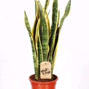 Sansevieria Laurentii
(6 Plants/Order)(17cmP 65cmH)