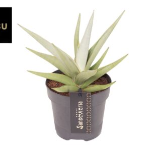 Sansevieria other Sansevieria Comet Pastel Grey No. 1
(10 Plants/Order)(12cmP 35cmH)