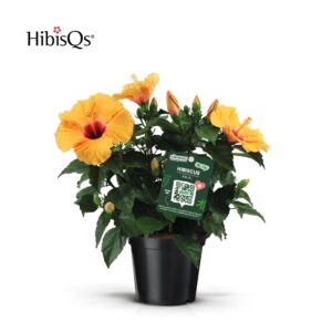 Hibiscus Adonicus Salmon HibisQs orange
(1 Plants/Order)(17cmP 50cmH)