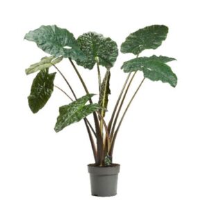 Alocasia sarawakensis Yucatan Princ Alocasia Yucatan Princess 32cm
(1 Plants/Order)(32cmP 160cmH)
