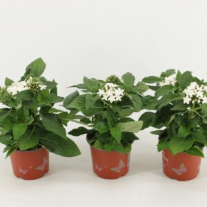 Pentas Graffiti White
(9 Plants/Order)(12cmP 30cmH)